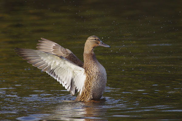 Stockente Weibchen