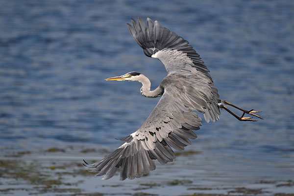Graureiher im Flug