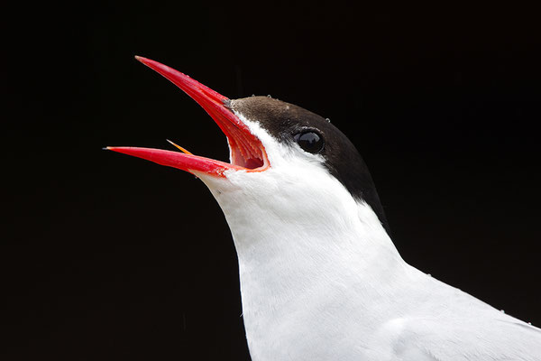 Küstenseeschwalbe Portrait