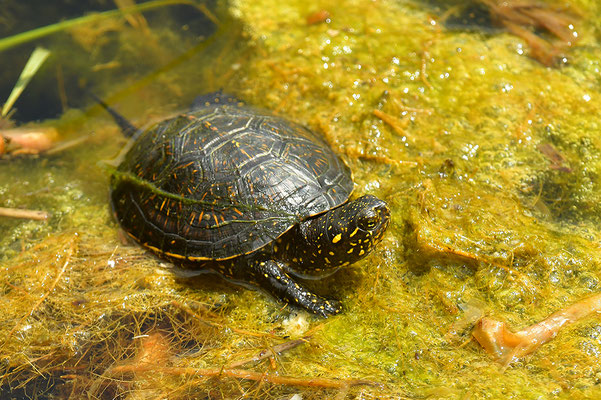 Europäische Sumpfschildkröte Jungtier
