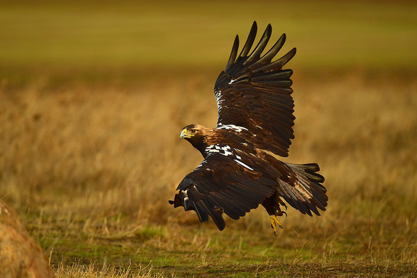 Kaiseradler