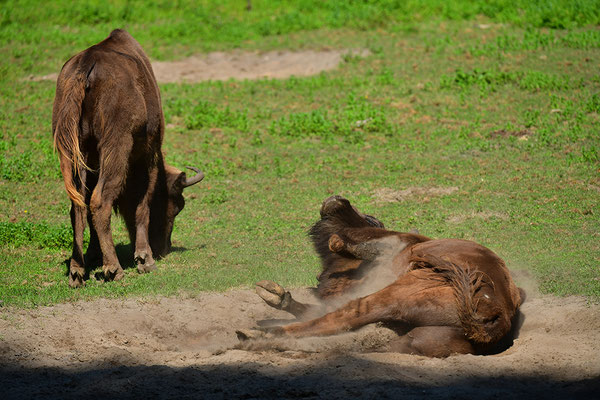 Wisent
