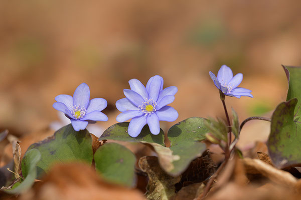 Leberblümchen