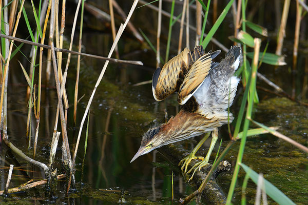 Zwergdommel Jungvogel