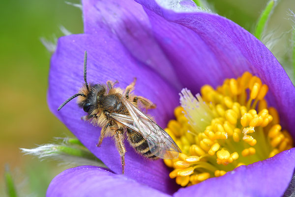 Küchenschelle mit Wildbiene