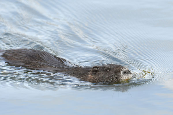 Nutria