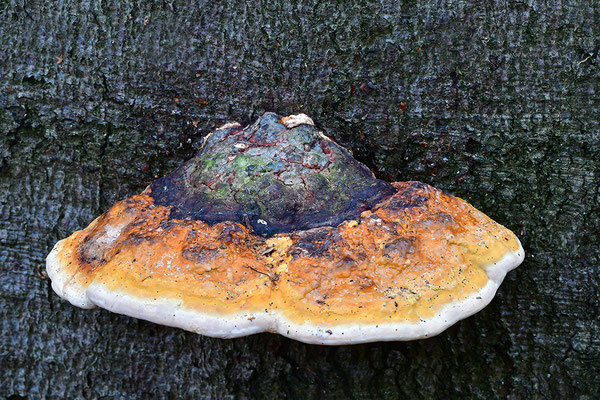 Rotrandiger Baumschwamm