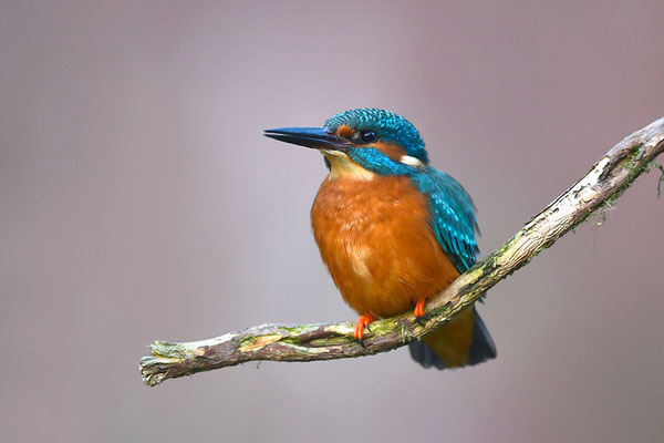 Eisvogel Männchen