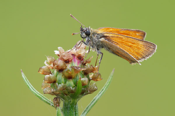 Rostroter Dickopffalter