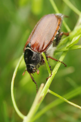 Maikäfer