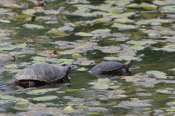 Europäische Sumpfschildkröte