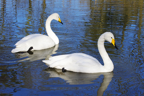 Singschwan