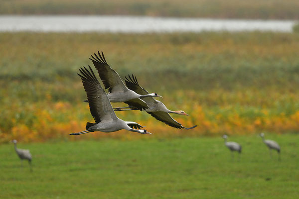 Kraniche im Flug