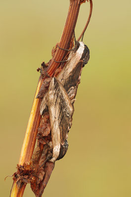 Ligusterschwärmer Paarung