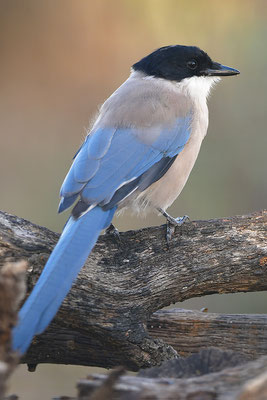Blauelster