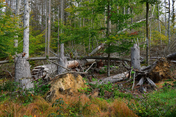 Urwald Bayrischer Wald