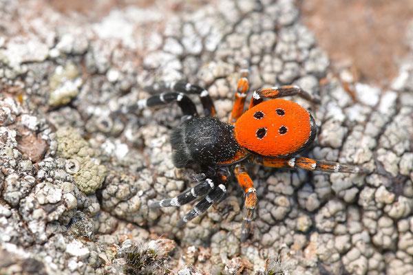 Rote Röhrenspinne, Männchen