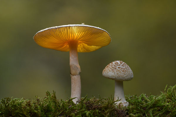 Gelber Knollenblätterpilz
