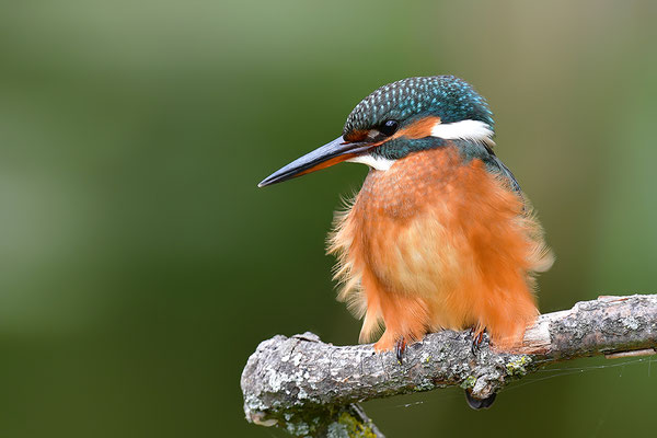Eisvogel Weibchen
