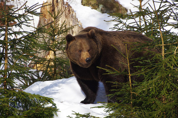 Braunbär Männchen, Nationalpark Bayrischer Wald Tierfreigelände Neuschönau