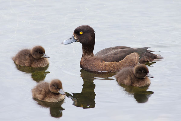 Reiherente Weibchen mit Jungvögeln