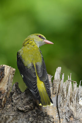 Pirol Weibchen