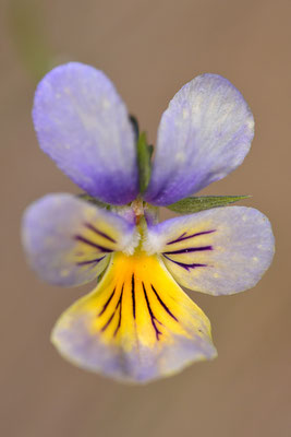 Galmeiveilchen blaue Form