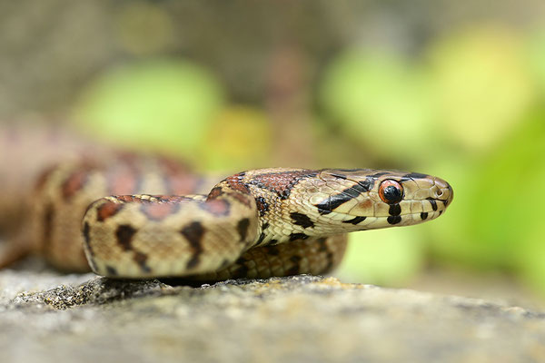 Leopardnatter