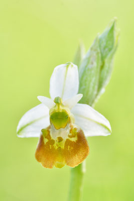 Gelbe Hummelragwurz flavescens