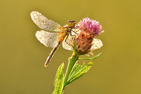 Heidelibelle