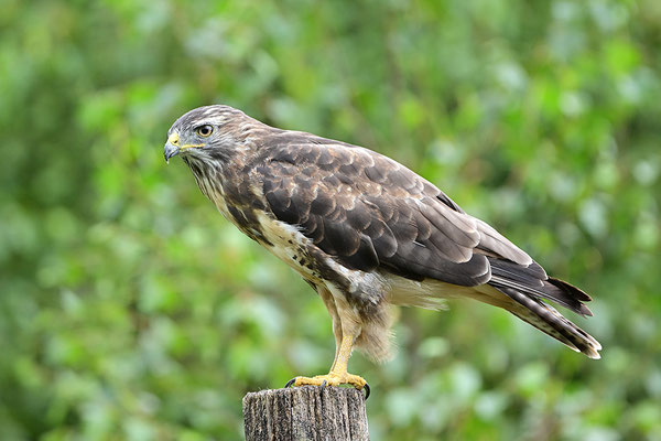 Mäusebussard