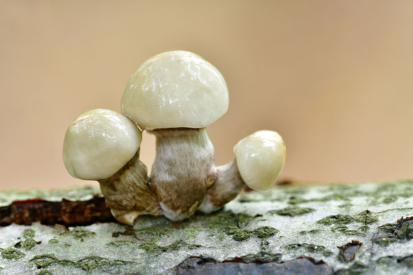 Buchenschleimrübling