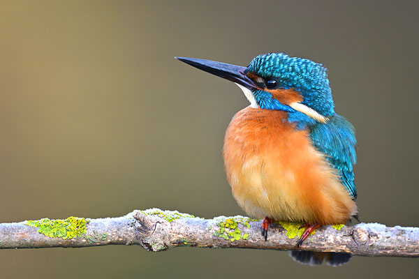 Eisvogel 