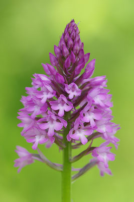 Pyramidenorchis