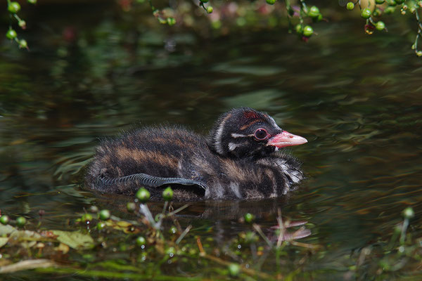 Zwergtaucher Jungvogel