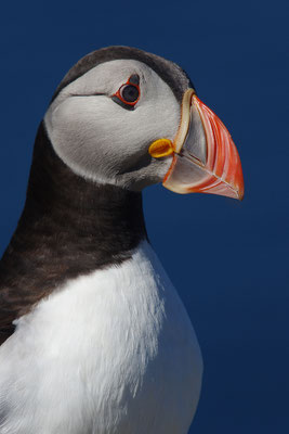Papageitaucher Portrait
