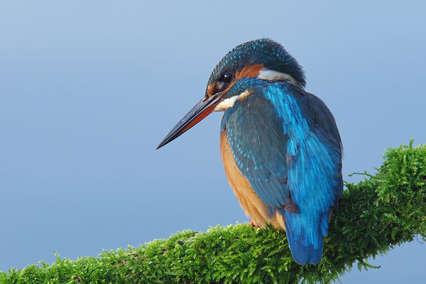 Eisvogel Weibchen