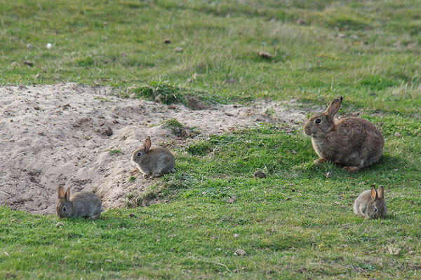 Kaninchen