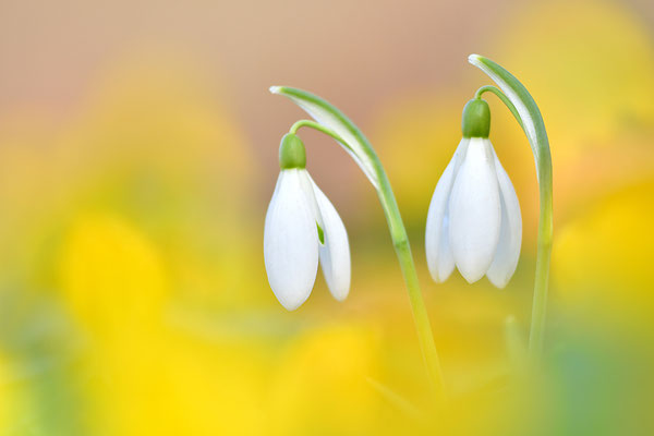 Schneeglöckchen
