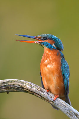 Eisvogel Weibchen