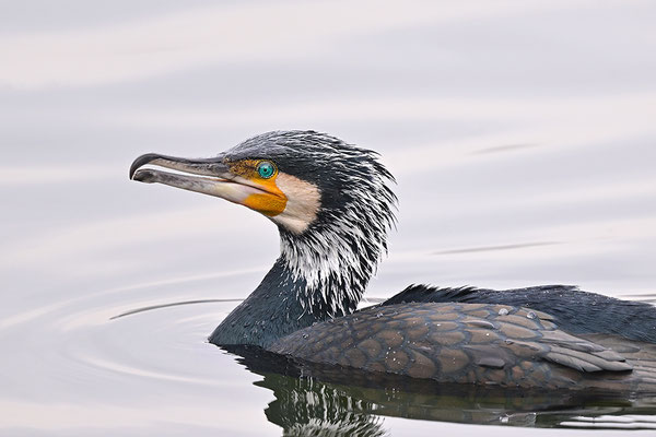Kormoran im Prachtkleid