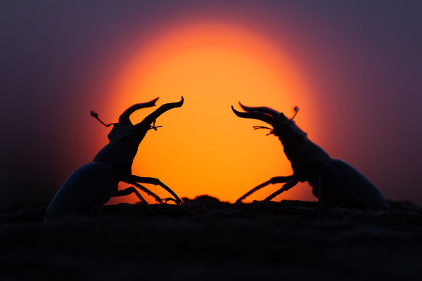Hirschkäfer vor dem Sonnenuntergang