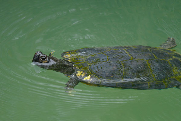 Schmuckschildkröte