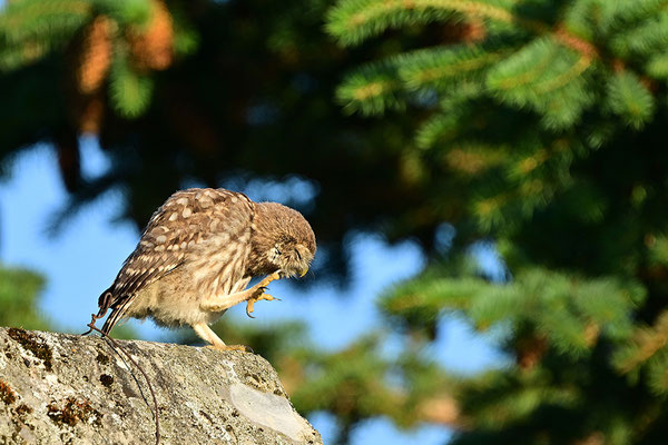 Steinkauz Jungvogel