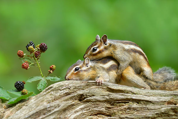 Sibirisches Streifenhörnchen