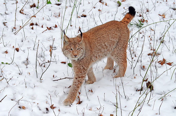 Luchs im Schnee Nationalpark Bayrischer Wald Tierfreigelände Neuschönau