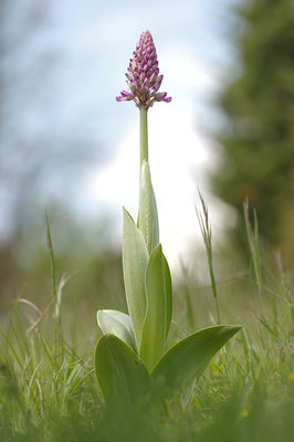 Helmknabenkraut