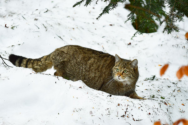 Wildkatze, Nationalpark Bayrischer Wald Tierfreigelände Neuschönau