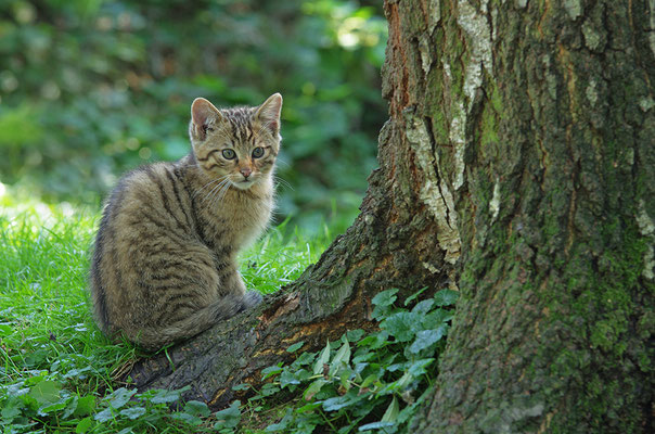 Wildkatze Jungtier