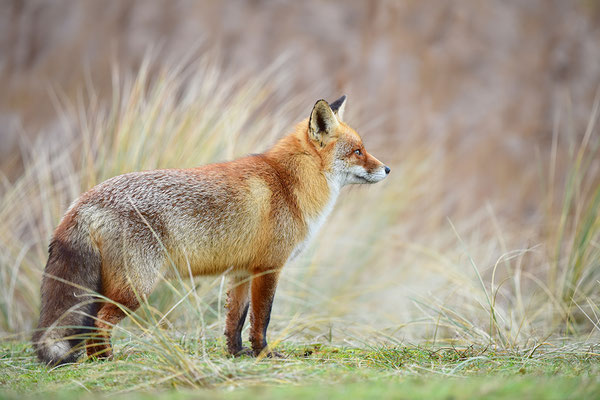 Fuchs